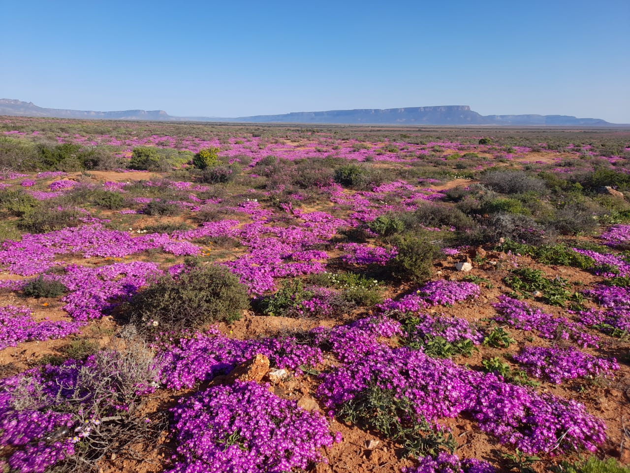 Purple vygies across the plateau — the Northern Cape doing what it does in August