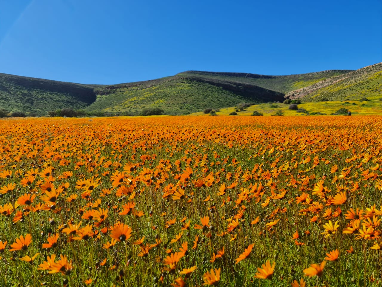 Orange daisies on the approach to Nieuwoudtville — peak August bloom