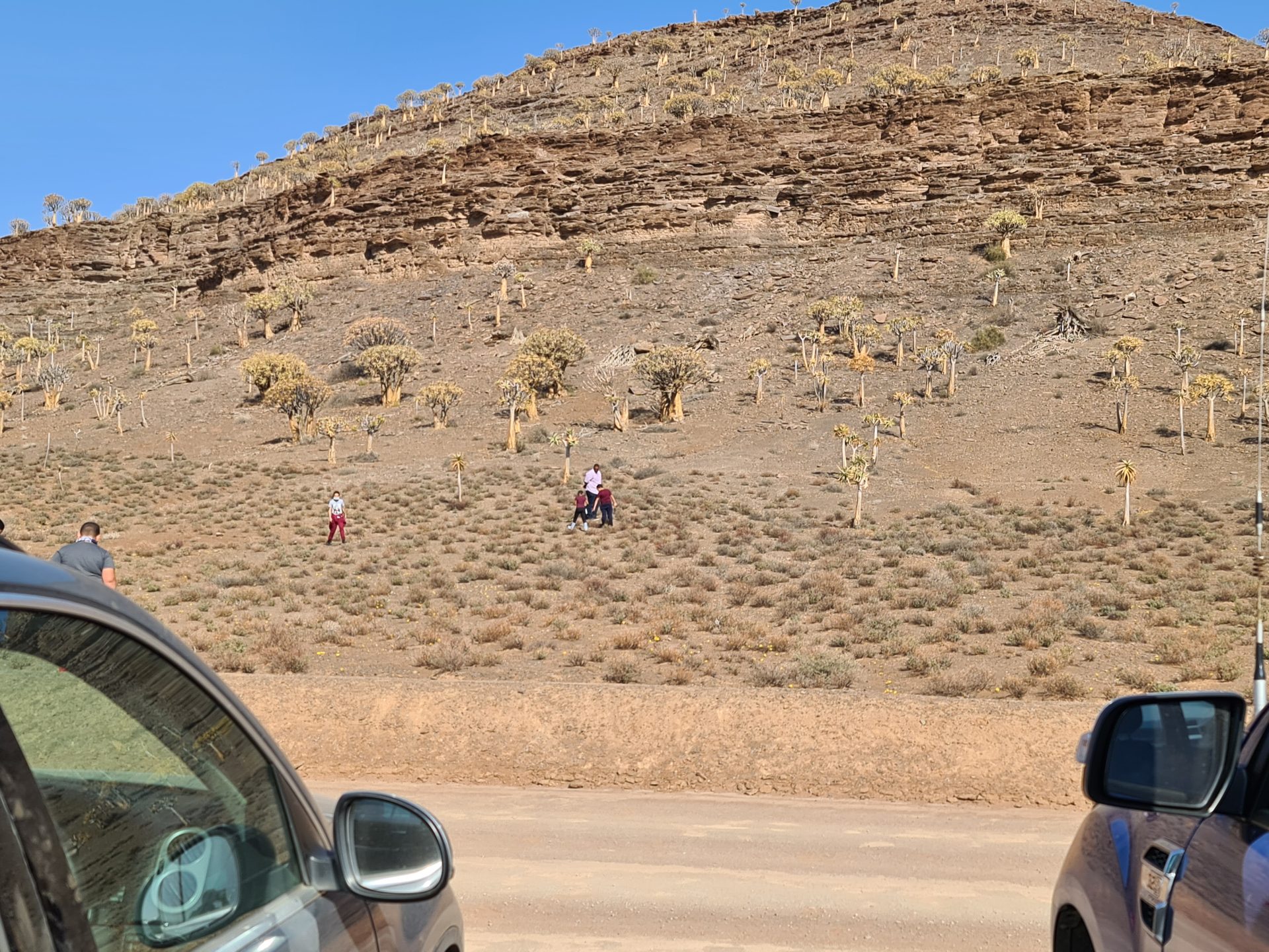 The quiver tree forest on the hillside outside Nieuwoudtville
