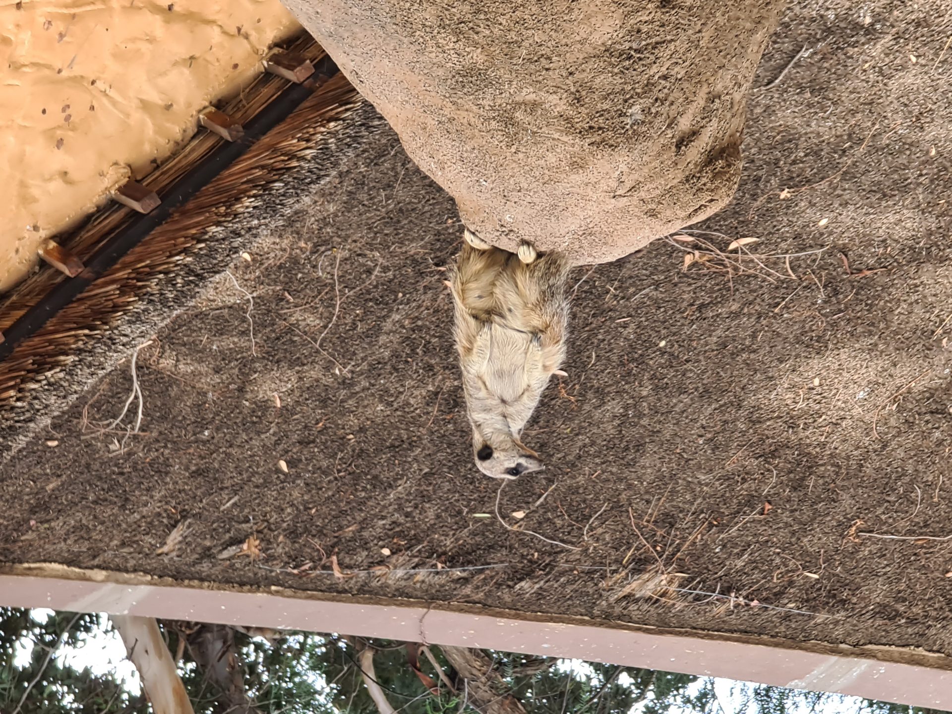 A meerkat holding position on watch duty