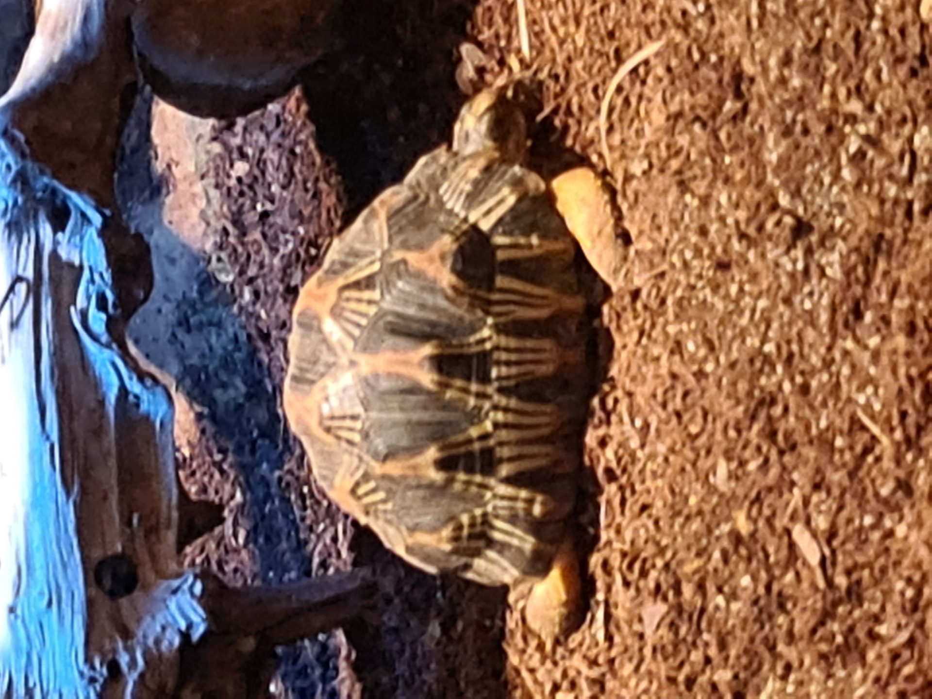 Radiated tortoise — one of the rarest in the world, not from around here, but unmistakable