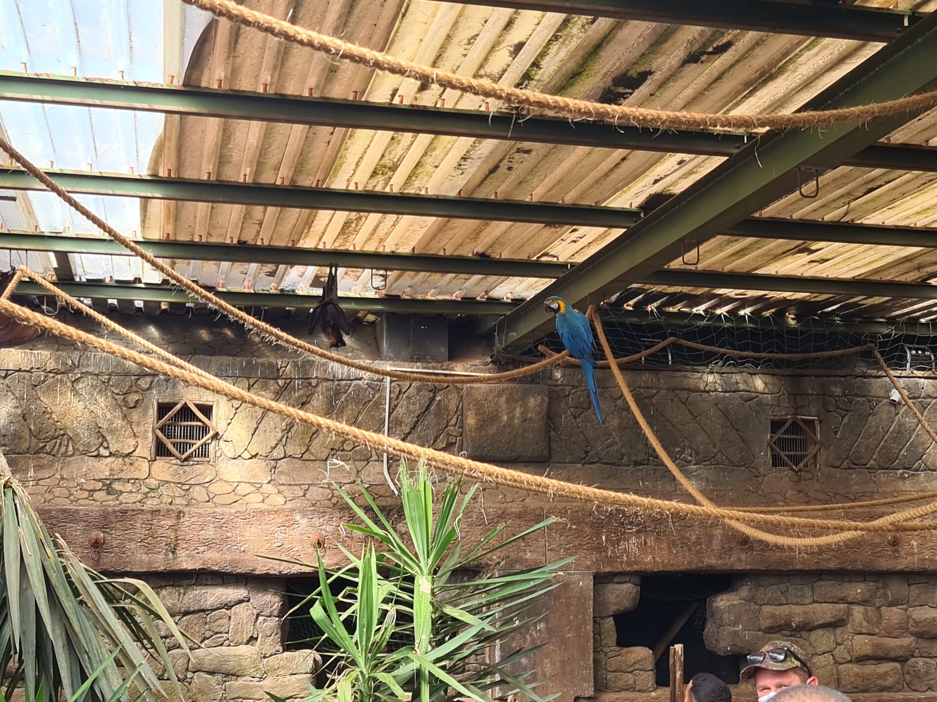 A blue-and-gold macaw in the bird section — not shy