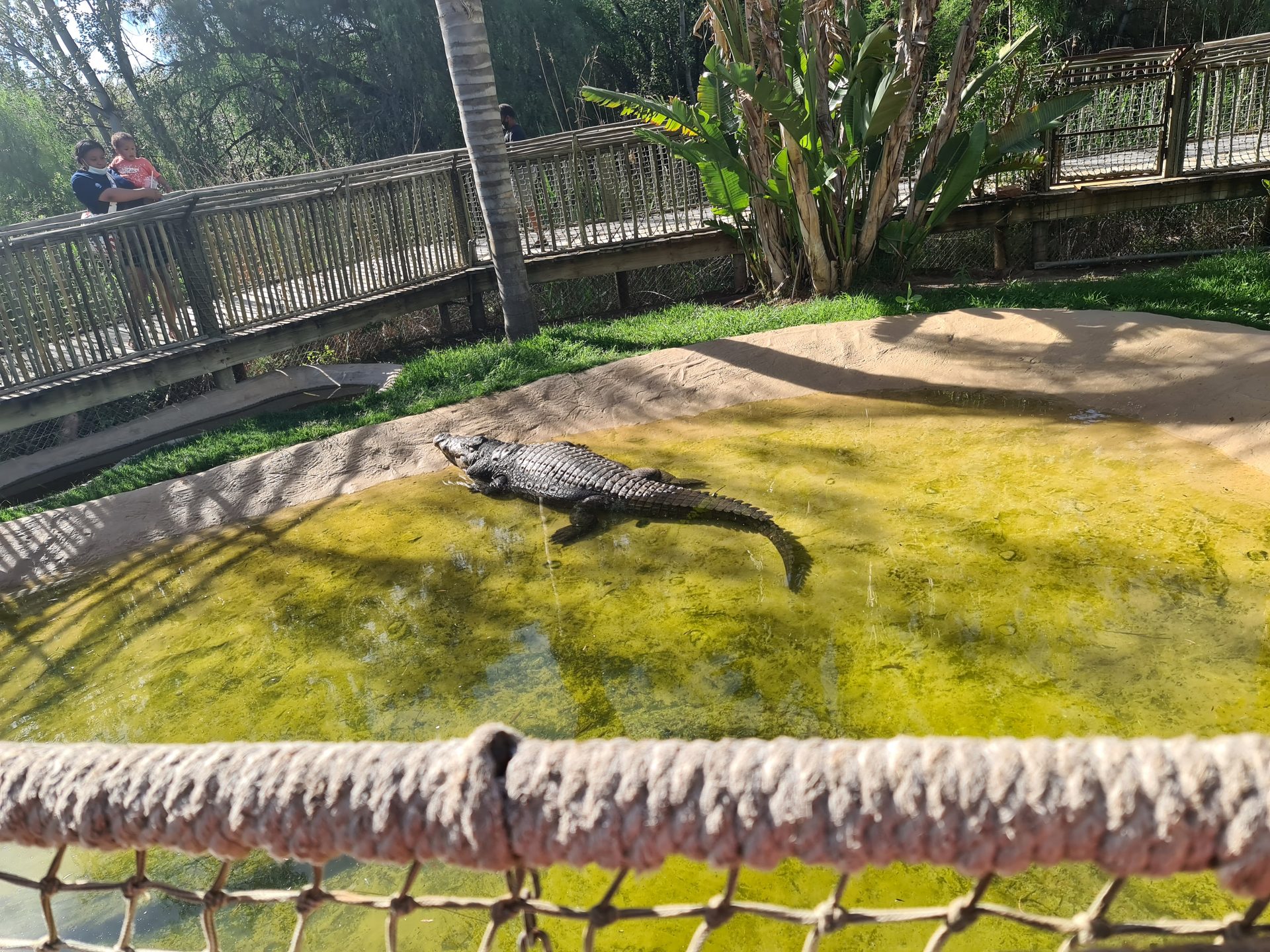 The croc pool — a Nile crocodile doing exactly what they do most of the day