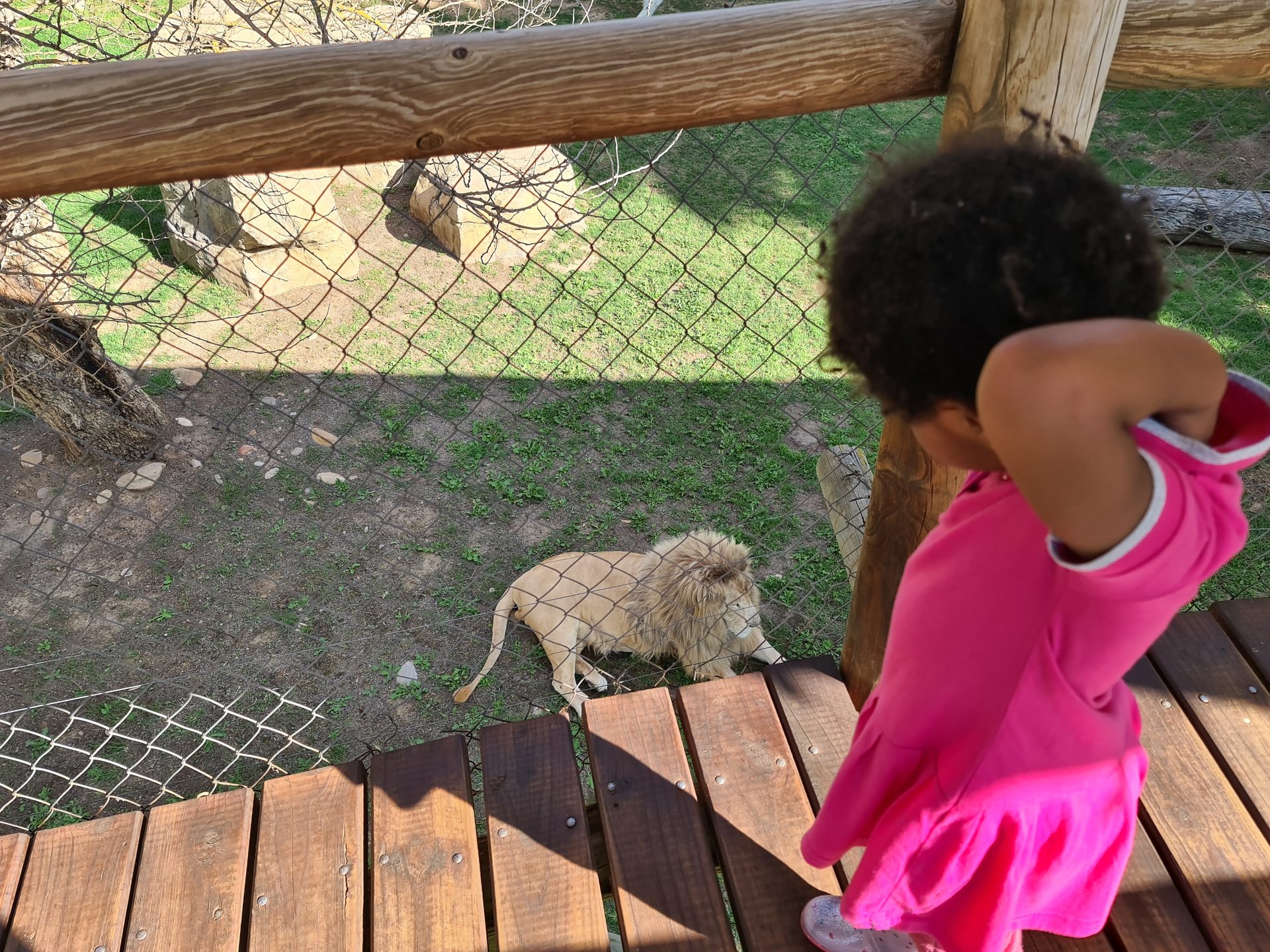 Watching a white lion cub from the walkway — this one was maybe four months old