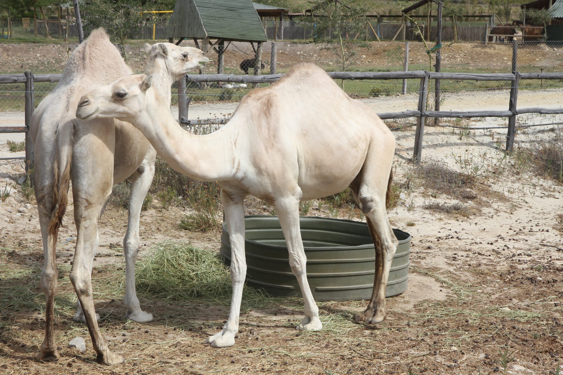 Near Cango — the camel attraction had called it a day too