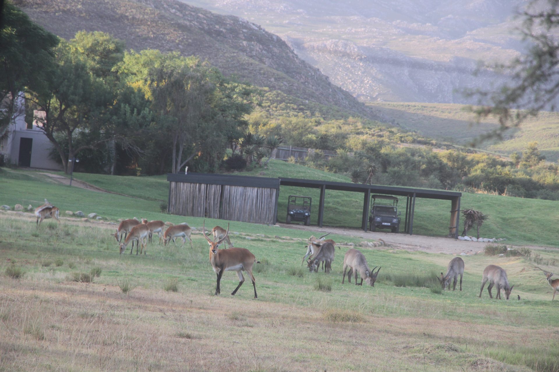 A farm in the valley on the way in — a buck watching from the fence line as we passed