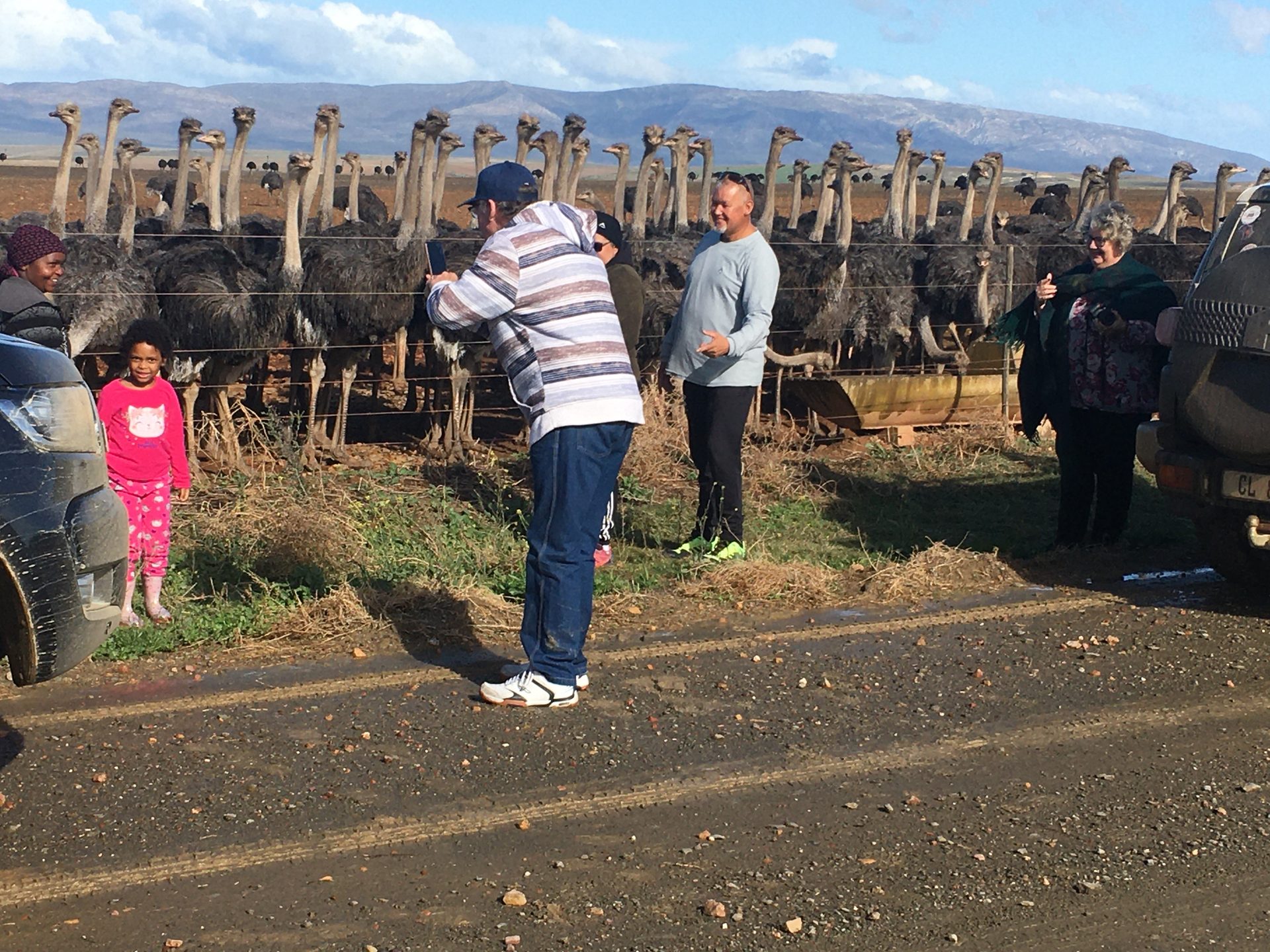 Ostriches photographed across the fence