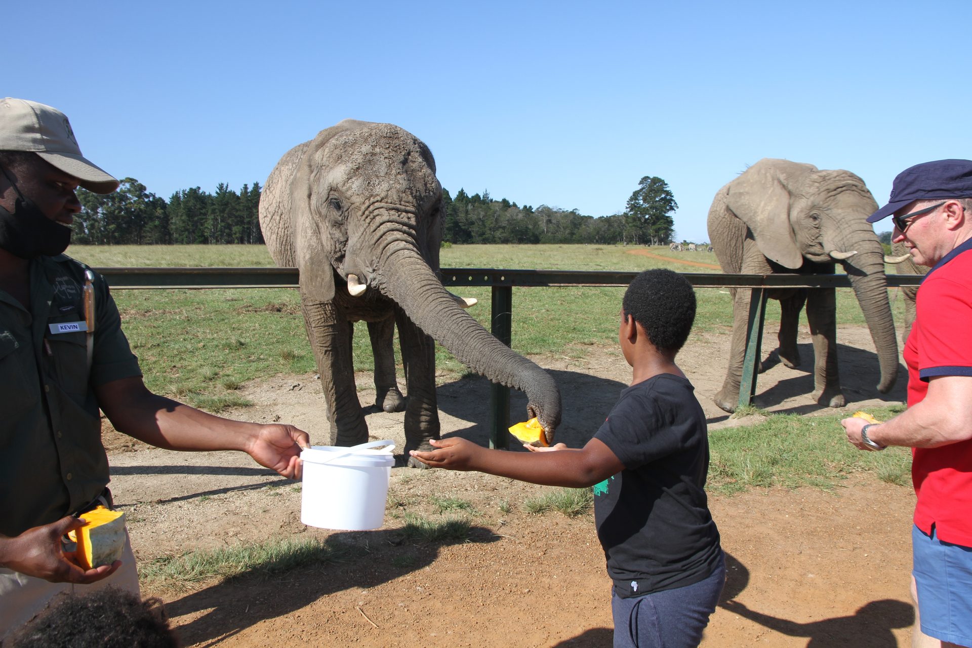 Up close with an elephant — enough to reset your idea of scale