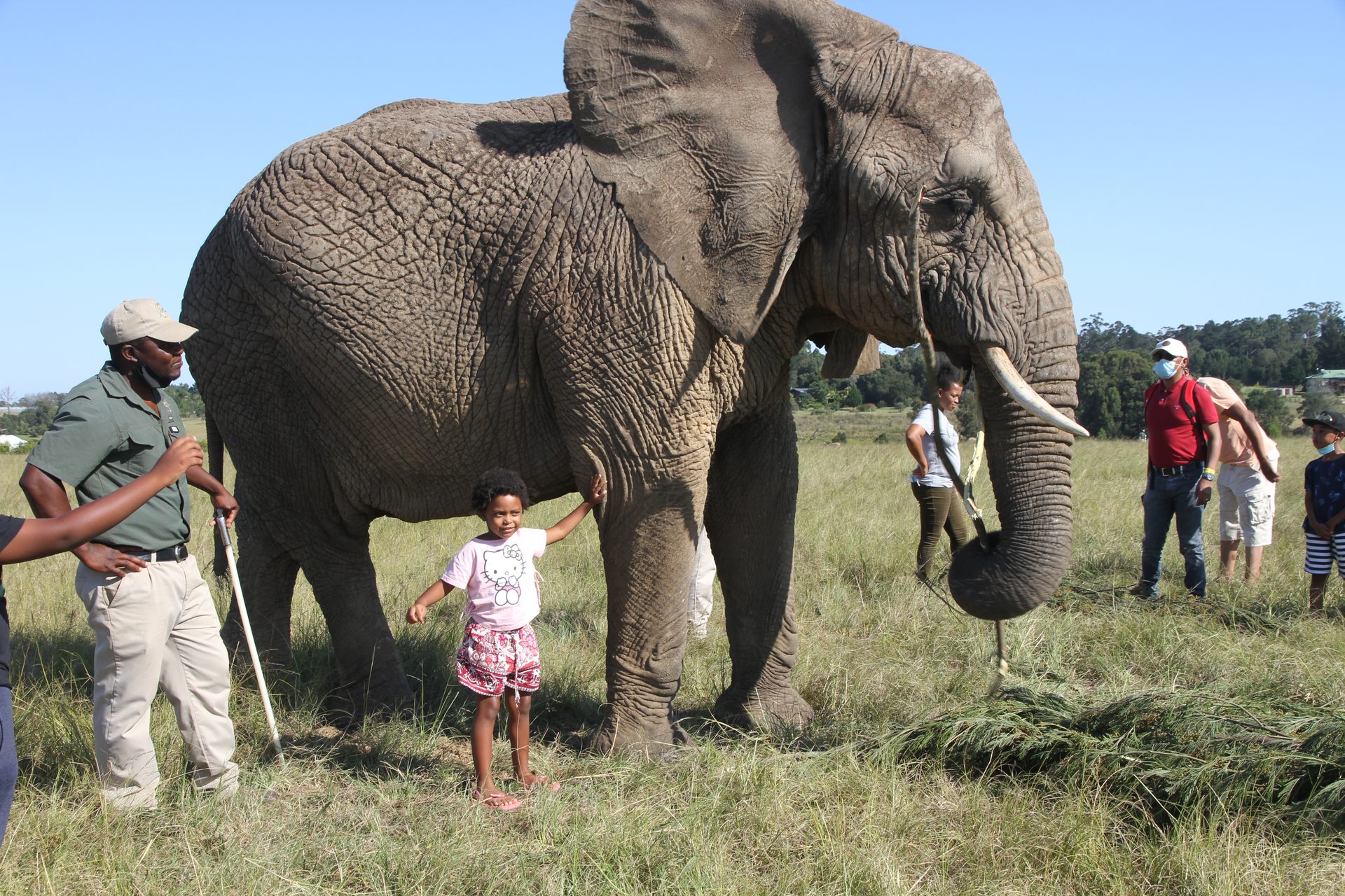 A Garden Route Detour — Knysna Elephant Park, March 2022