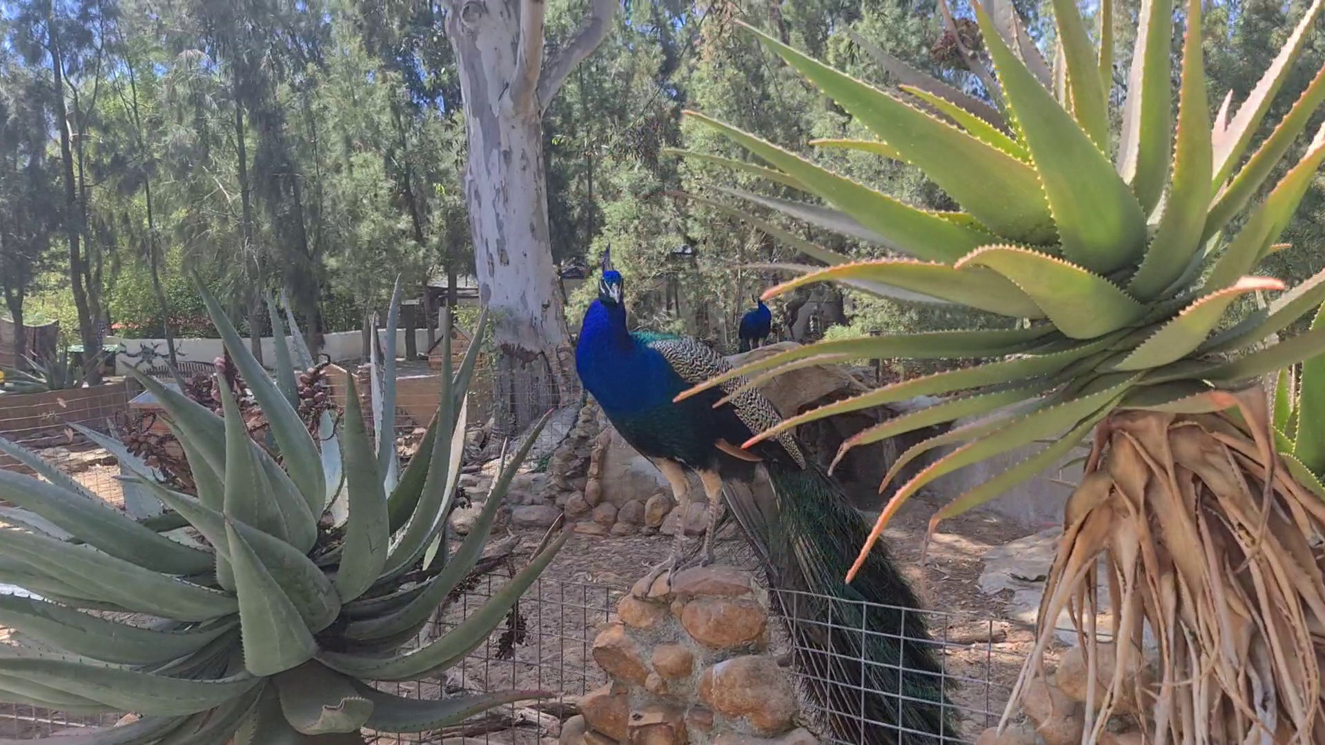 Fynbos Guest Farm - October 2022 — photo 4