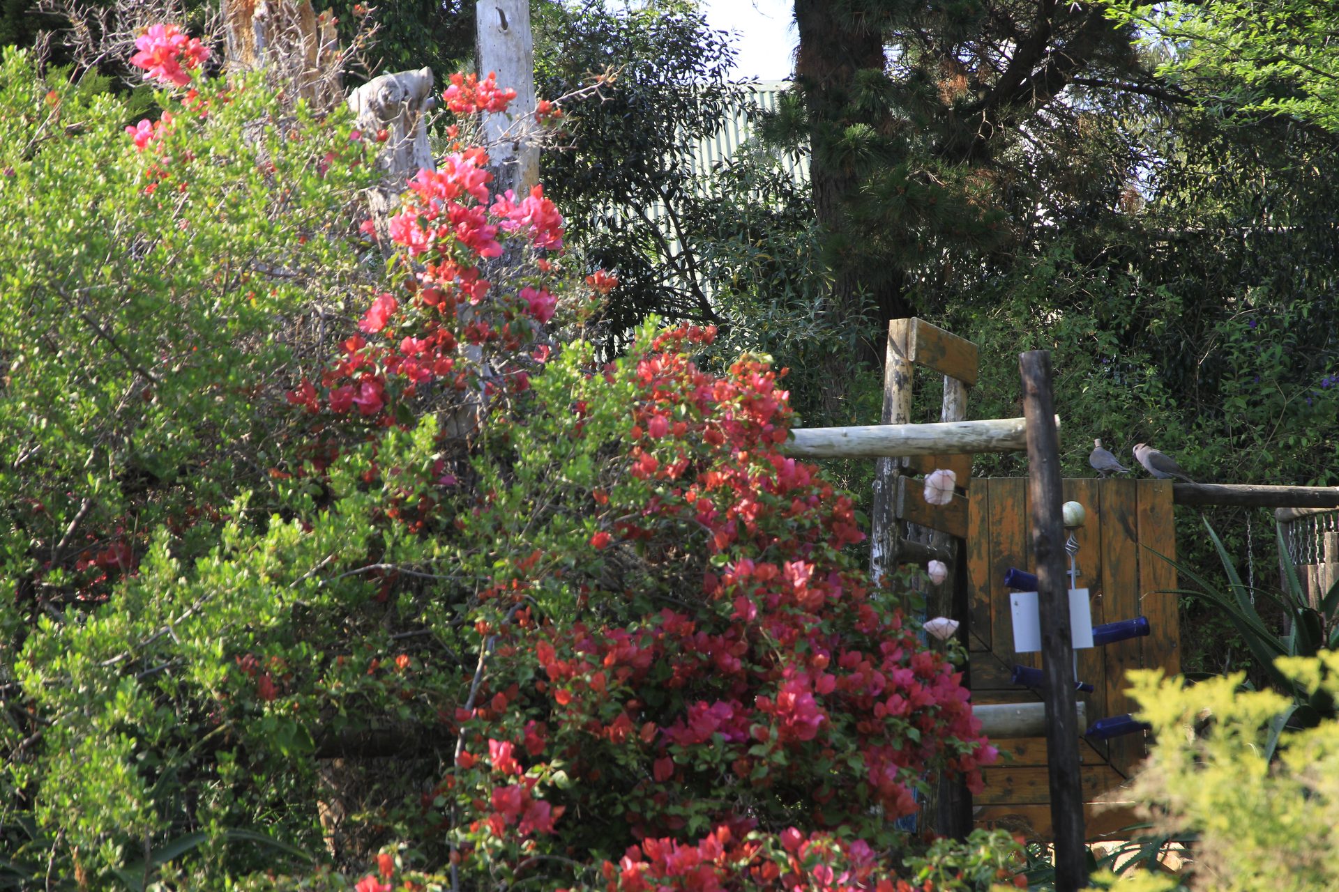 The colourful entrance and garden at Fynbos Guest Farm