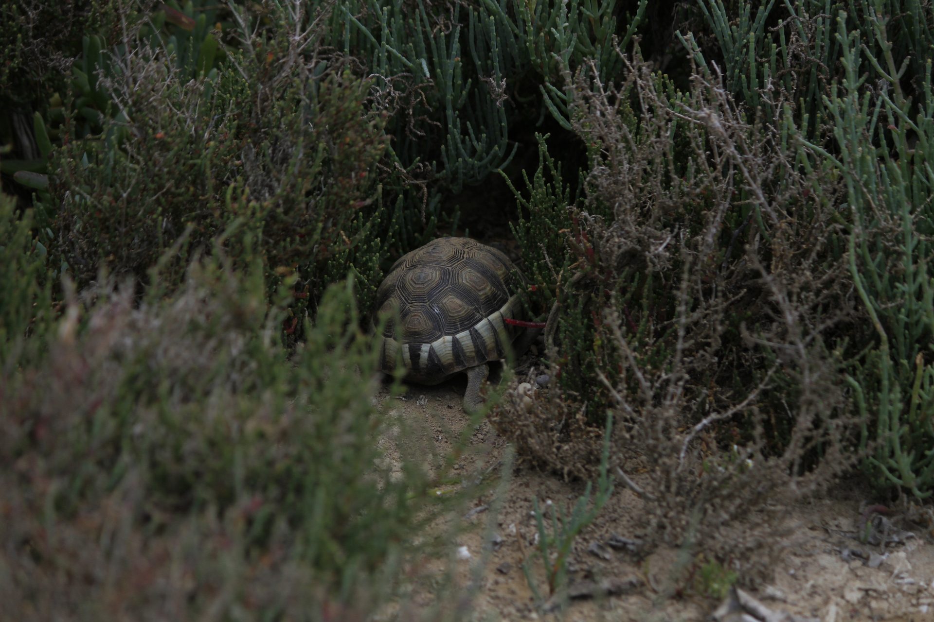A tortoise among the vegetation at Kliphoek River Resort