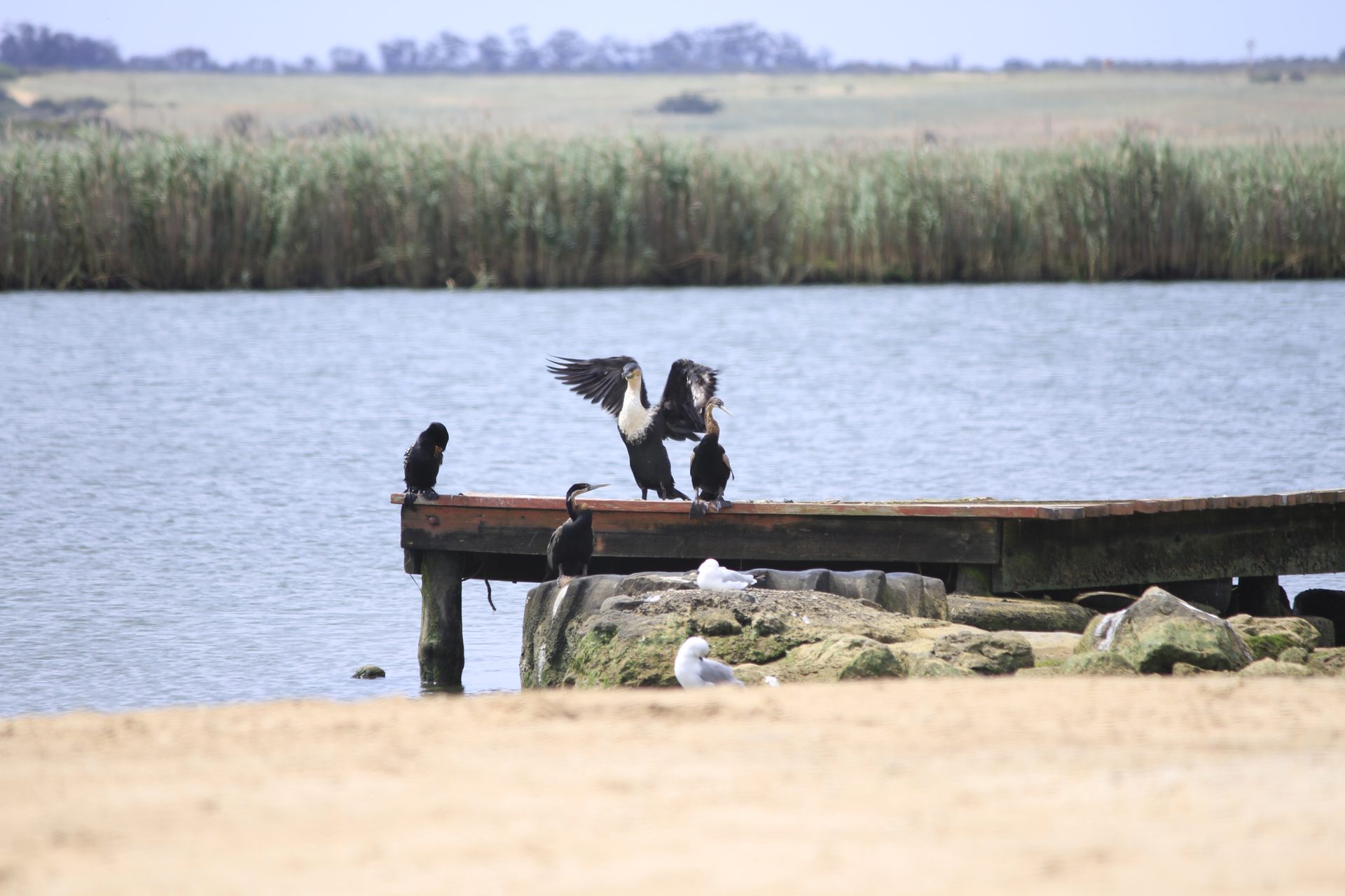 Cormorants and other waterbirds on the jetty at Kliphoek River Resort