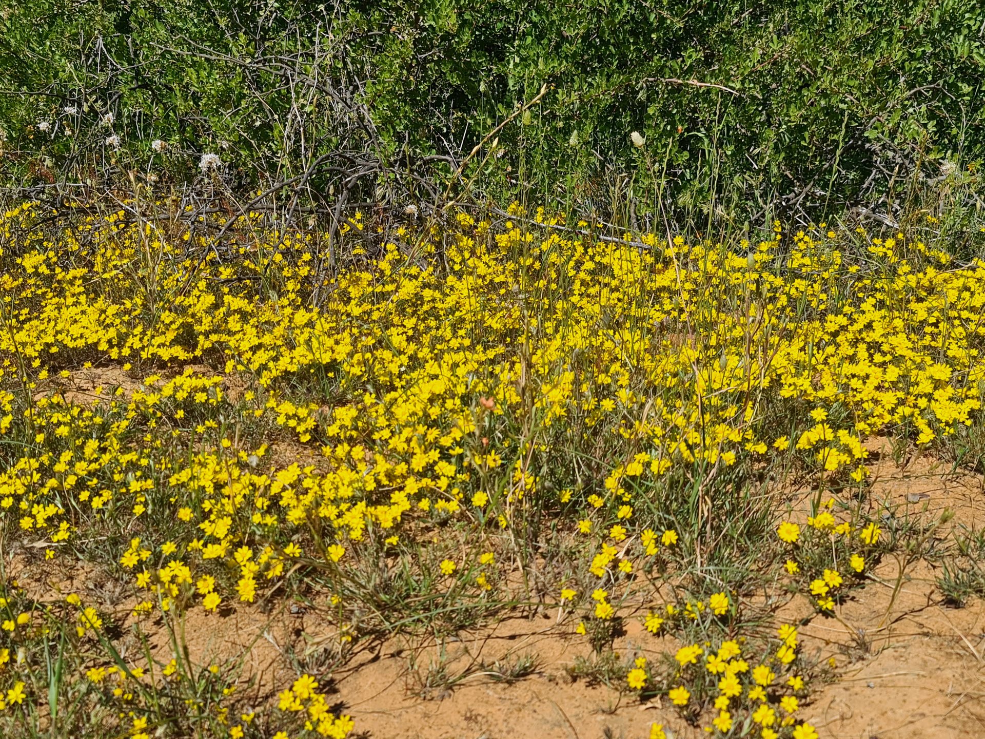 Yellow flowers beside the route into Biedouw Valley