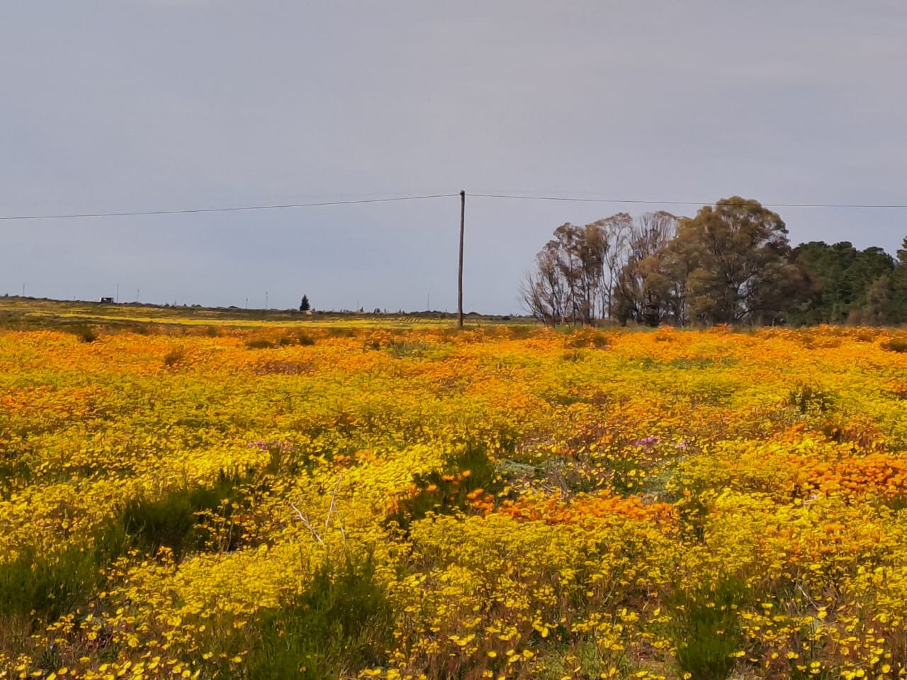 Flower Trip 2022 — Biedouw Valley, Wupperthal & Nieuwoudtville — photo 15