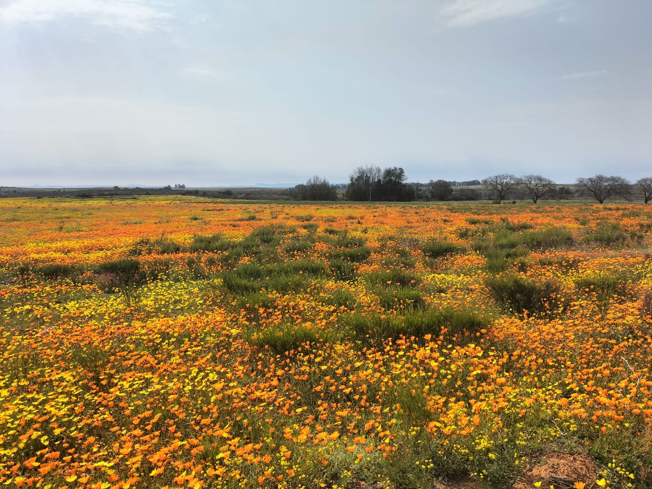 Flower fields around Nieuwoudtville